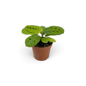 Baby Maranta leuconeura 'Lemon Lime' in a nursery pot with layered green leaves and pale lime veining