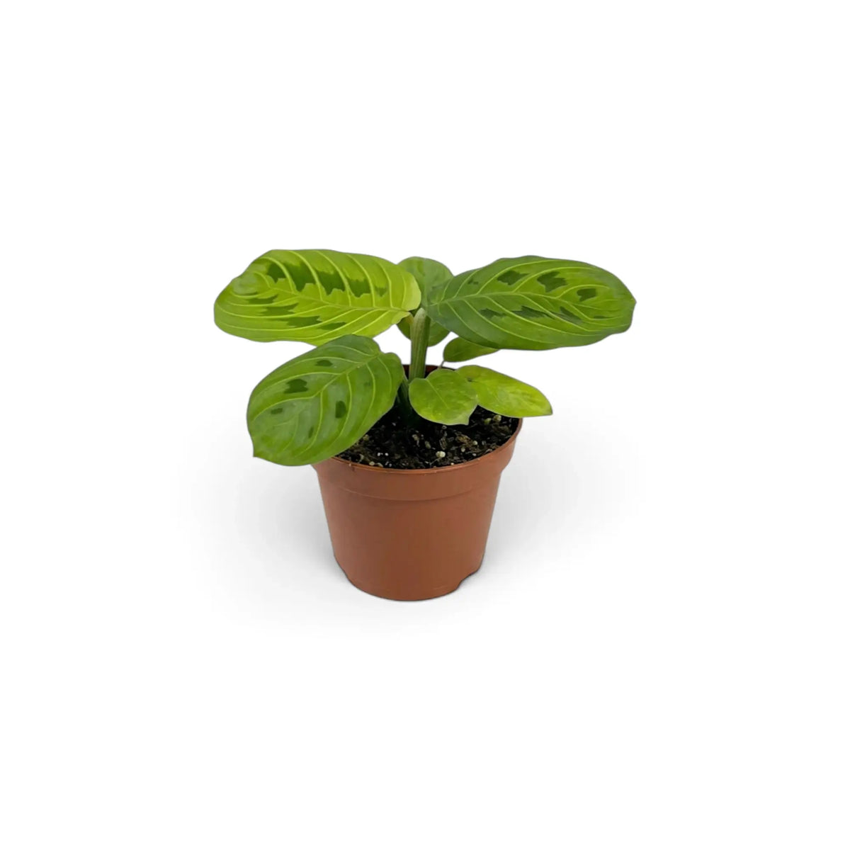 Baby Maranta leuconeura 'Lemon Lime' in a nursery pot with layered green leaves and pale lime veining