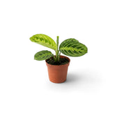 Full view of baby Maranta leuconeura 'Lemon Lime' with compact deep-green foliage and yellow-green veining