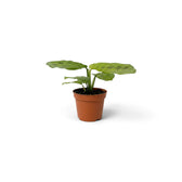 Baby Maranta leuconeura 'Lemon Lime' with oval leaves patterned in deep green and lime