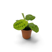 Full view of baby Maranta leuconeura 'Lemon Lime' with dark green oval leaves and bright lime veins