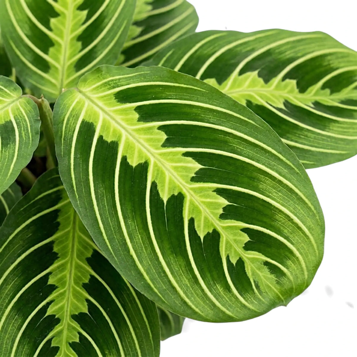 Close-up of Maranta 'Lemon Lime' leaves with bold lime-green central markings