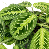 Close-up of Maranta Lemon Lime foliage with green leaves and contrasting lime veins