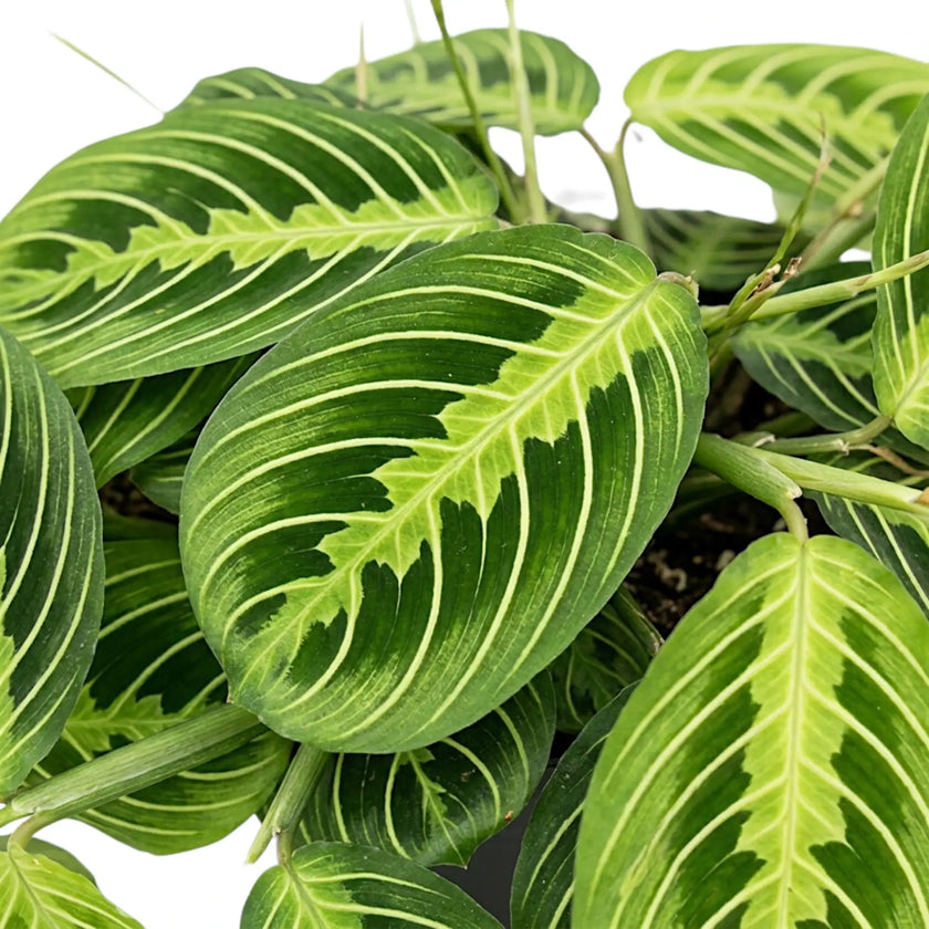 Close-up of Maranta Lemon Lime foliage with green leaves and contrasting lime veins