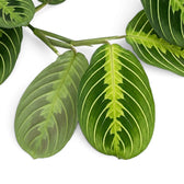 Close-up of Maranta 'Lemon Lime' leaves with lime-green veins and a visible stem