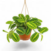 Large Maranta leuconeura 'Lemon Lime' with dark green oval leaves and bright lime veins