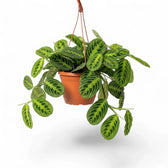 Large Maranta leuconeura 'Lemon Lime' with low, spreading foliage and lime fishbone markings