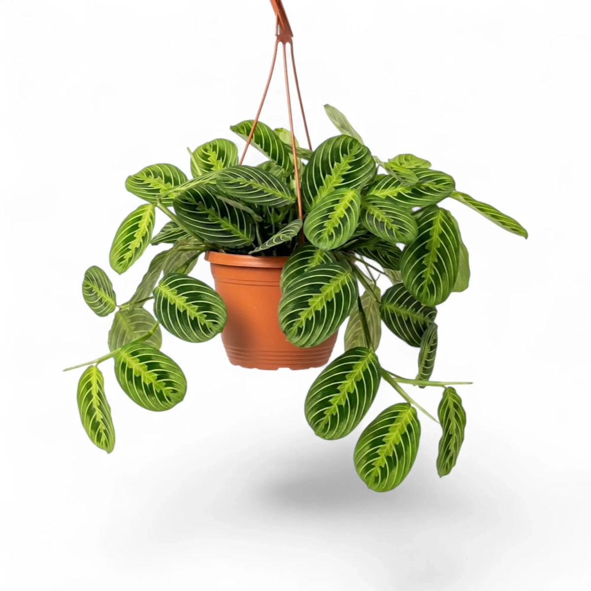 Large Maranta leuconeura 'Lemon Lime' with low, spreading foliage and lime fishbone markings