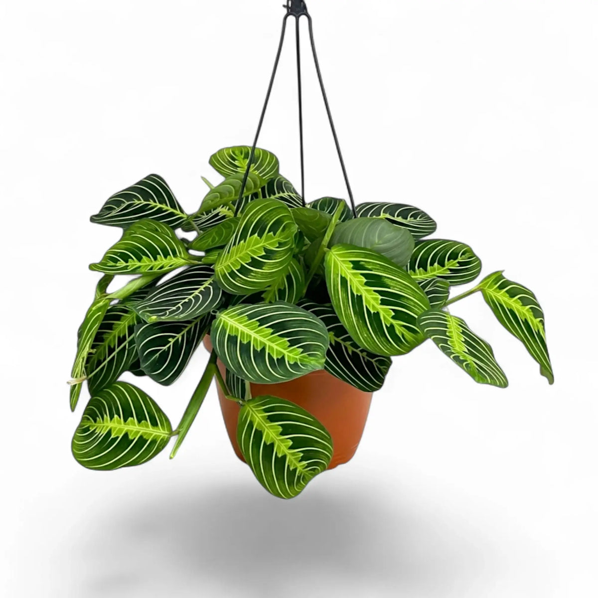 Large Maranta leuconeura 'Lemon Lime' in a nursery pot with layered green leaves and pale lime veining