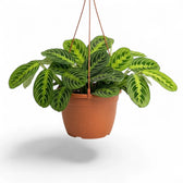 Full view of large Maranta leuconeura 'Lemon Lime' with compact deep-green foliage and yellow-green veining