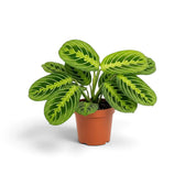 Medium Maranta leuconeura 'Lemon Lime' with low, spreading foliage and lime fishbone markings
