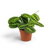Medium Maranta leuconeura 'Lemon Lime' in a nursery pot with layered green leaves and pale lime veining