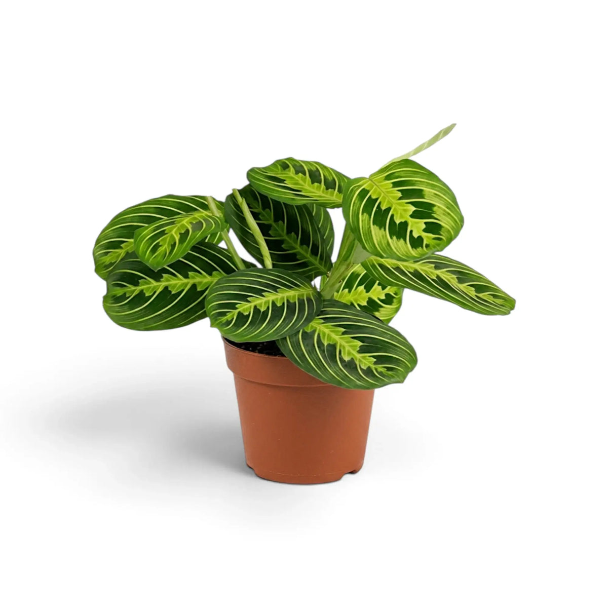 Medium Maranta leuconeura 'Lemon Lime' in a nursery pot with layered green leaves and pale lime veining
