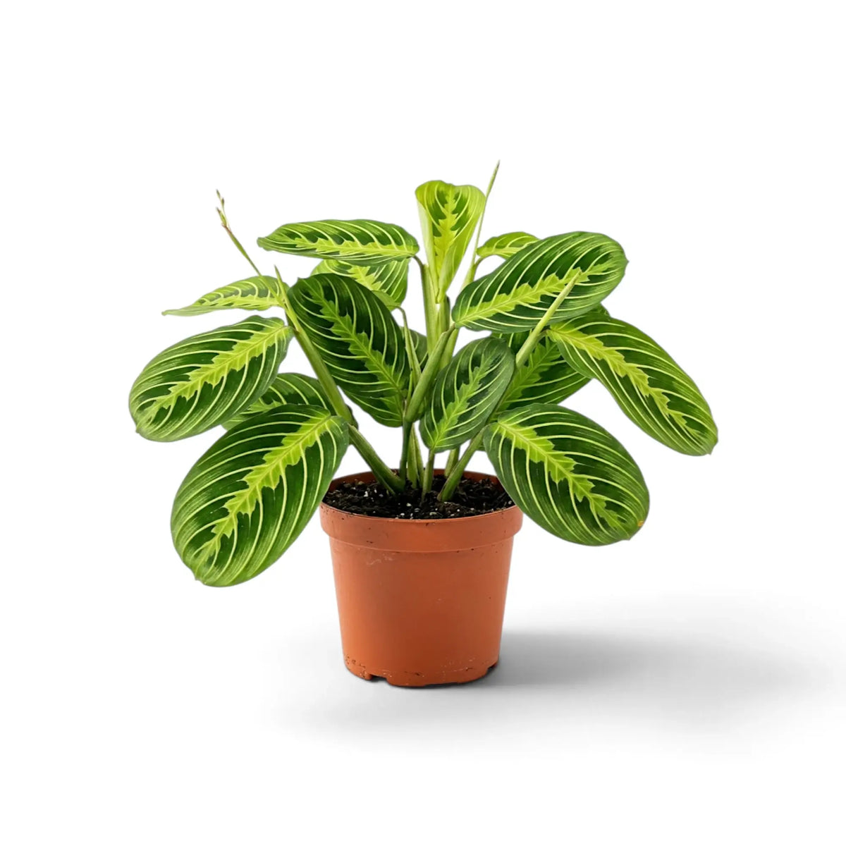 Medium Maranta leuconeura 'Lemon Lime' with oval leaves patterned in deep green and lime