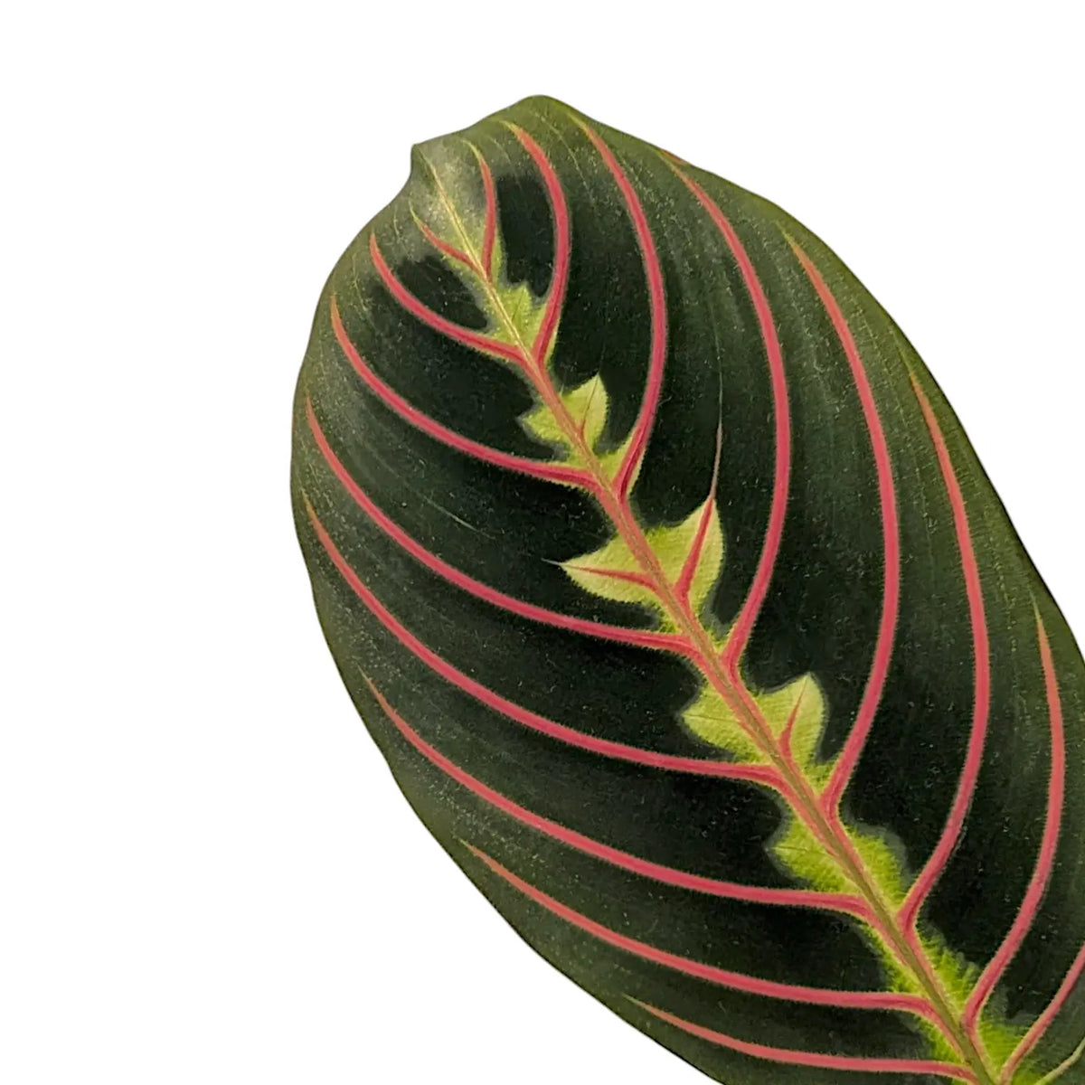 Maranta leuconeura 'Fascinator' ('Tricolor', 'Red Stripe') potted plant in nursery pot on white background.