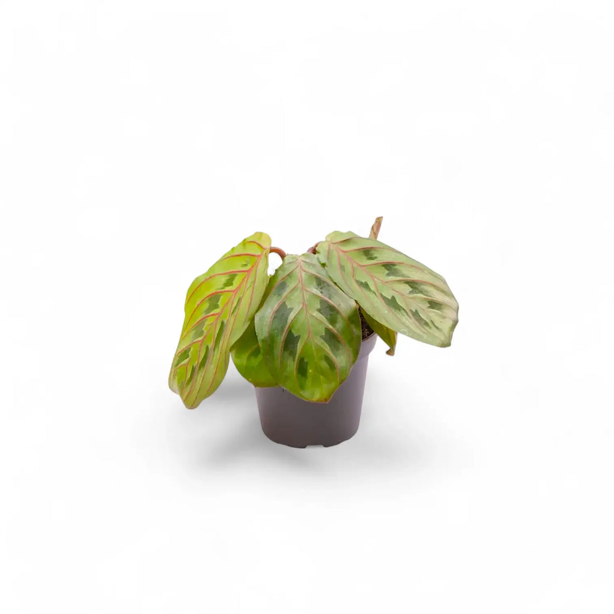 Maranta leuconeura 'Fascinator' ('Tricolor', 'Red Stripe') plant in a nursery pot against a white background