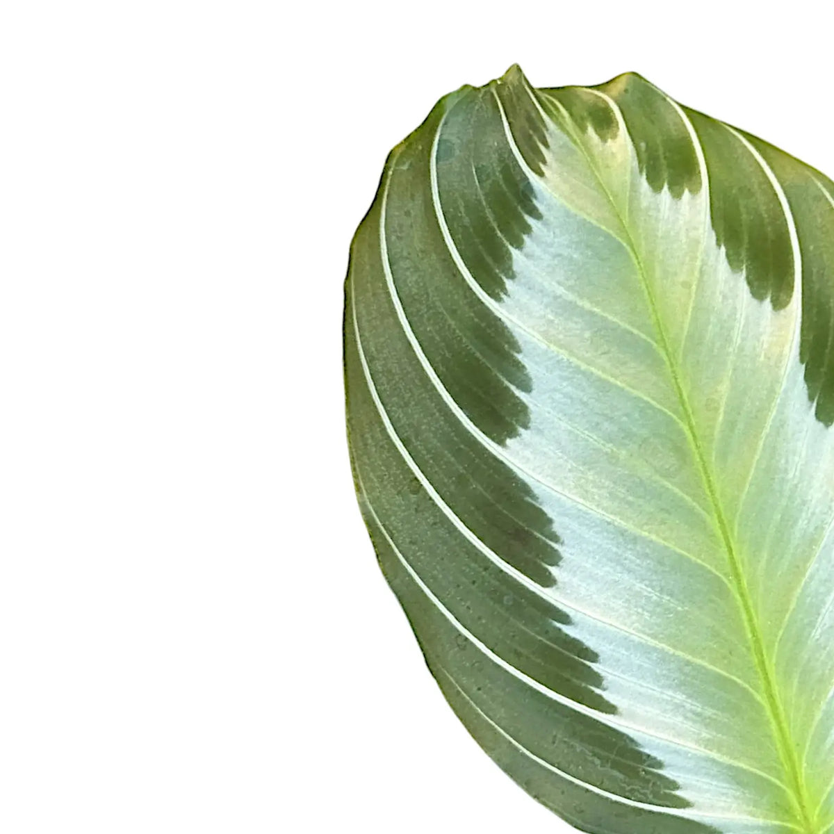 Maranta leuconeura 'Silver Band' (Exclusive grey') leaf close-up on white background.
