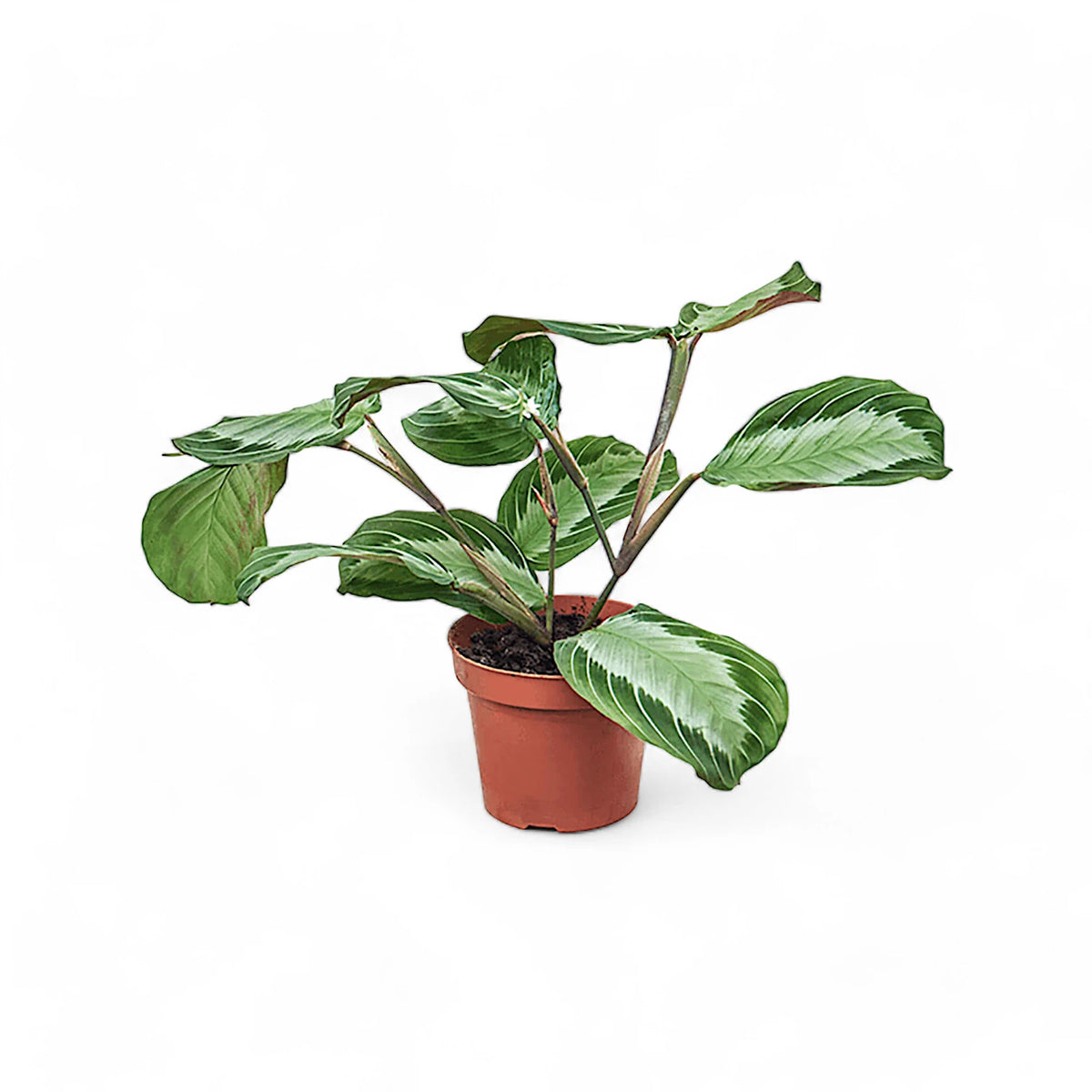 Maranta leuconeura Silver Band, also called Exclusive Grey, in a nursery pot