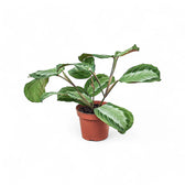 Maranta leuconeura Silver Band, also called Exclusive Grey, in a nursery pot