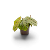 Maranta leuconeura ‘Fascinator’ baby plant with red-veined leaves and dark paired markings