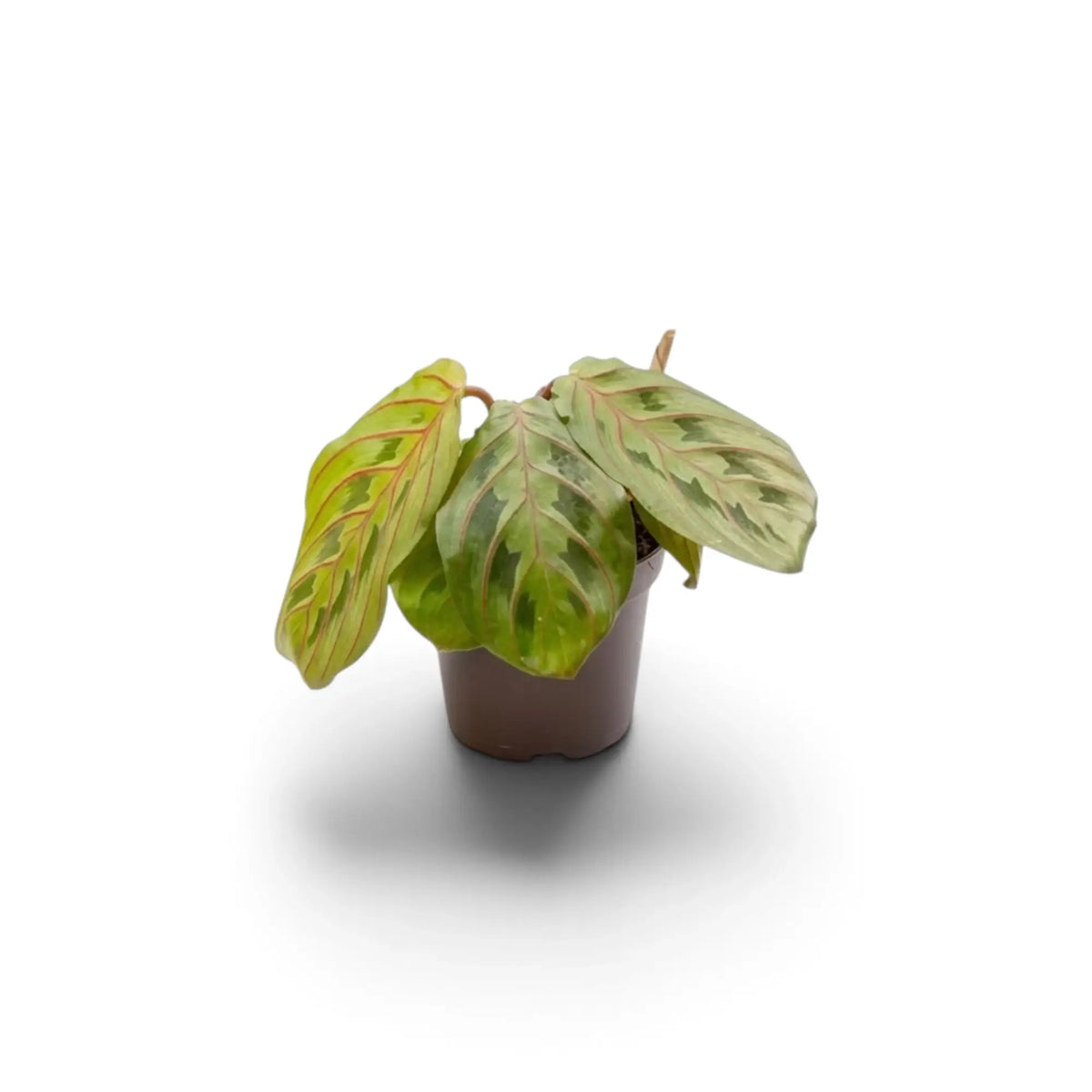 Maranta leuconeura ‘Fascinator’ baby plant with red-veined leaves and dark paired markings