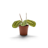 Maranta leuconeura ‘Fascinator’ baby plant with red-veined leaves and dark paired markings