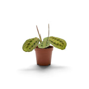 Maranta leuconeura ‘Fascinator’ baby plant with red-veined leaves and dark paired markings