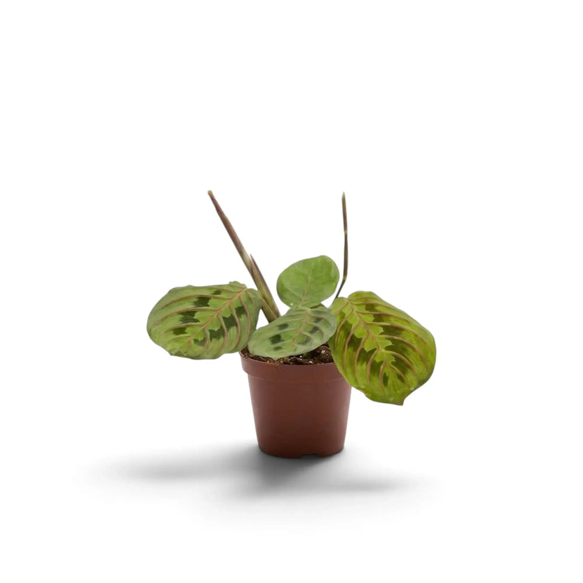 Maranta leuconeura ‘Fascinator’ baby plant with red-veined leaves and dark paired markings