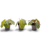 Maranta leuconeura ‘Fascinator’ baby plant with red-veined leaves and dark paired markings