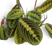 Maranta leuconeura ‘Fascinator’ leaf with red veins and dark paired markings
