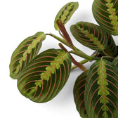 Maranta leuconeura ‘Fascinator’ leaf with red veins and dark paired markings