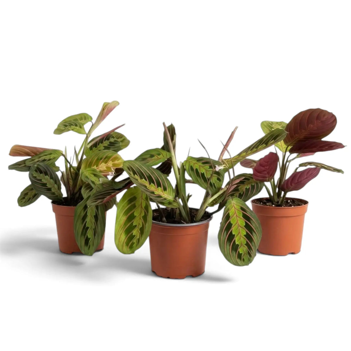 Maranta leuconeura ‘Fascinator’ with red-veined leaves and dark paired markings