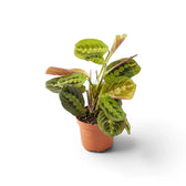 Maranta leuconeura ‘Fascinator’ with red-veined leaves and dark paired markings
