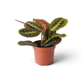 Maranta leuconeura ‘Fascinator’ with red-veined leaves and dark paired markings