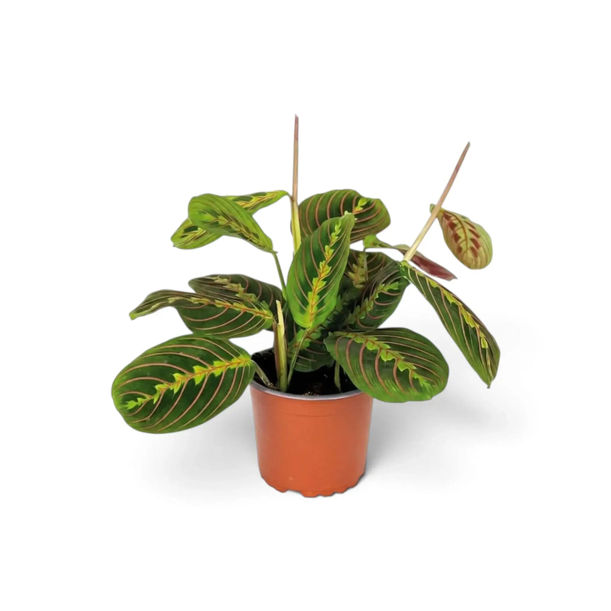 Maranta leuconeura ‘Fascinator’ with red-veined leaves and dark paired markings