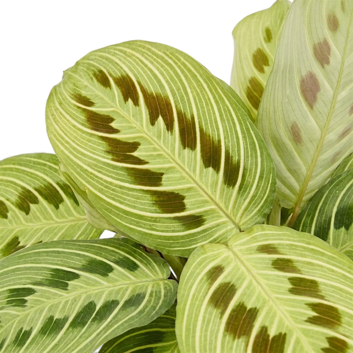 Maranta 'Light Veins' foliage with fine pale veins and paired dark maroon markings.