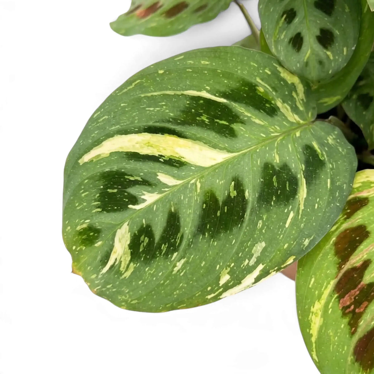 Close-up of a variegated Maranta leaf with cream streaks and dark green oval markings