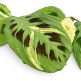 Close-up of variegated Maranta leaves with cream streaks and dark maroon ovals