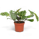 Variegated Maranta in an orange pot with cream streaks and dark oval markings