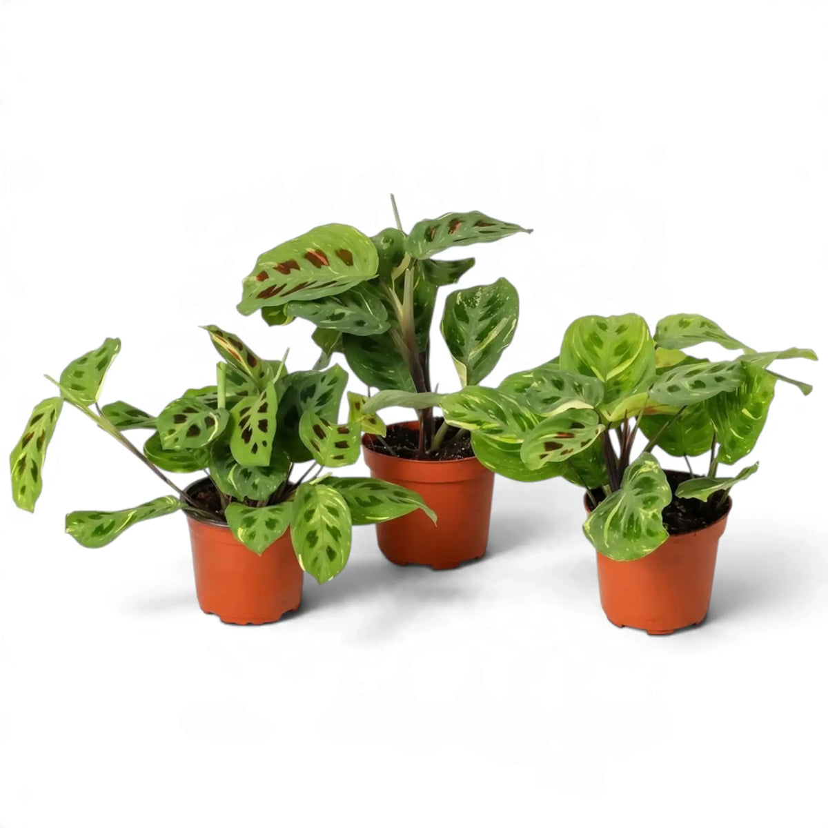 Three potted variegated Maranta plants with cream streaks and dark oval markings