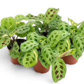 Three potted variegated Maranta plants with cream and dark leaf markings