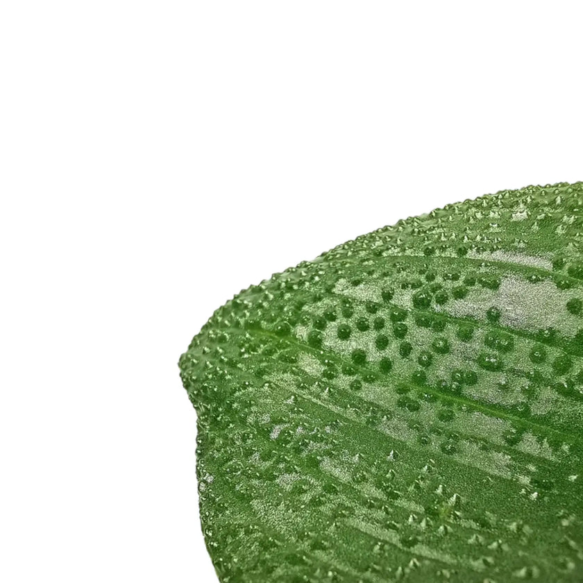 Massonia pustulata – Blattdetail vor weißem Hintergrund..