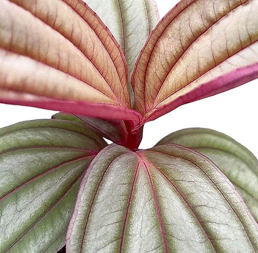 Medinilla coccinea 'Gregori Hambali' leaf close-up on white background.