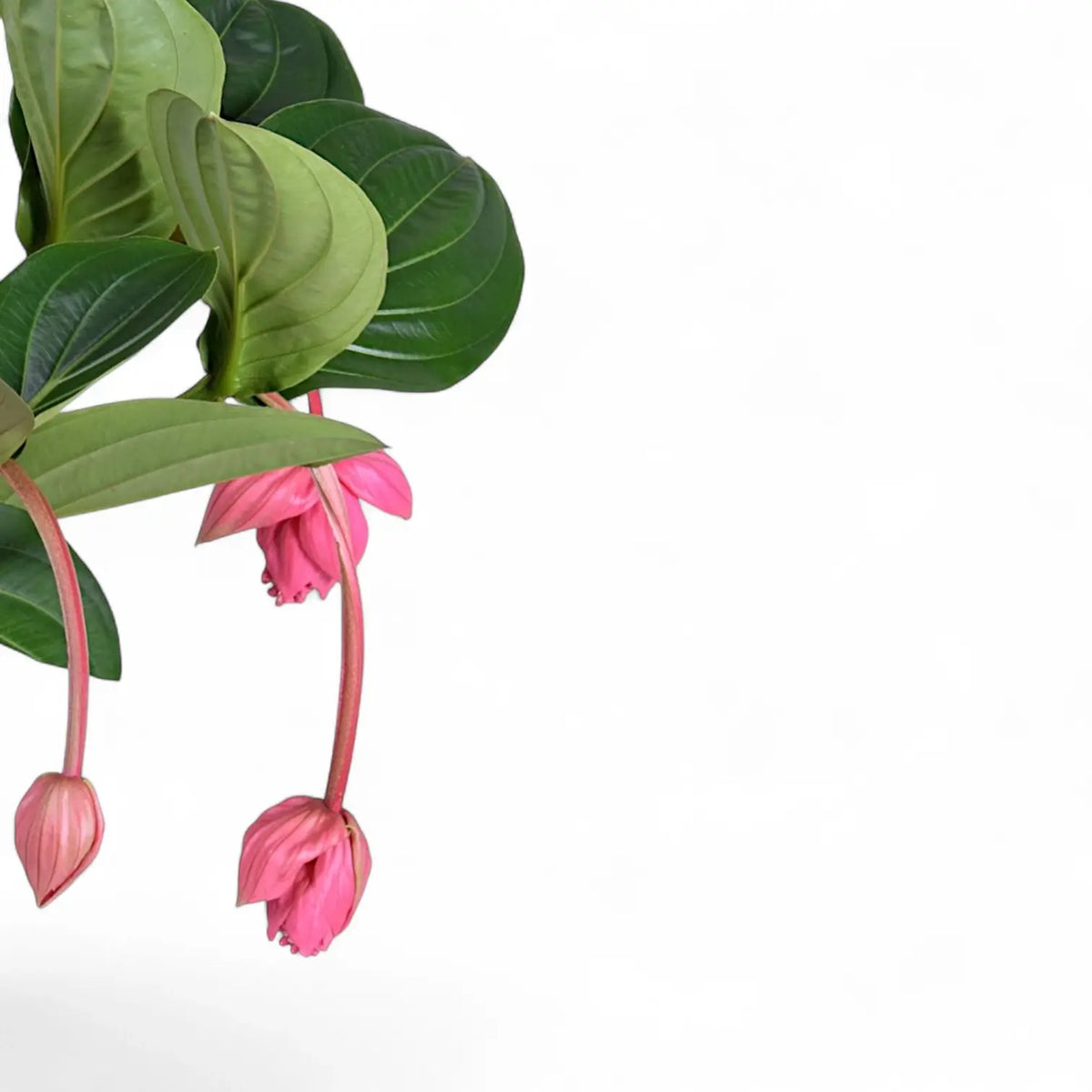 Nahaufnahme eines Blatts von Medinilla magnifica 'Flamenco' vor weißem Hintergrund.