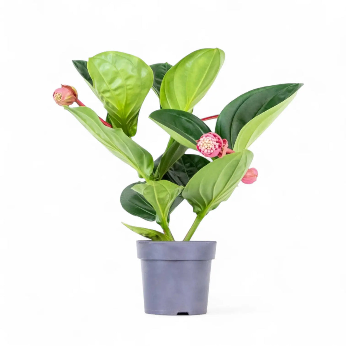 Medinilla magnifica 'Flamenco' – Zimmerpflanze im Kulturtopf auf weißem Hintergrund, Produktfoto 3.