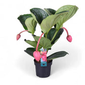 Medinilla magnifica 'Flamenco' – Zimmerpflanze im Kulturtopf auf weißem Hintergrund, Produktfoto 4.