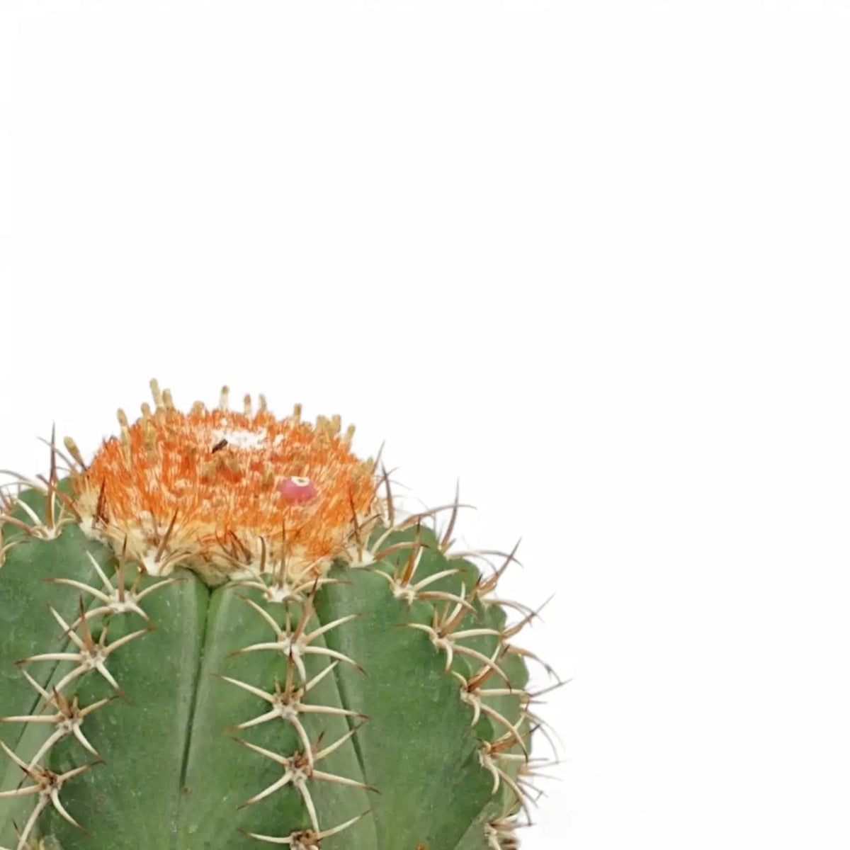 Melocactus matanzanus – Blattdetail vor weißem Hintergrund..
