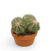 Melocactus matanzanus – Zimmerpflanze im Kulturtopf auf weißem Hintergrund, Produktfoto 2.