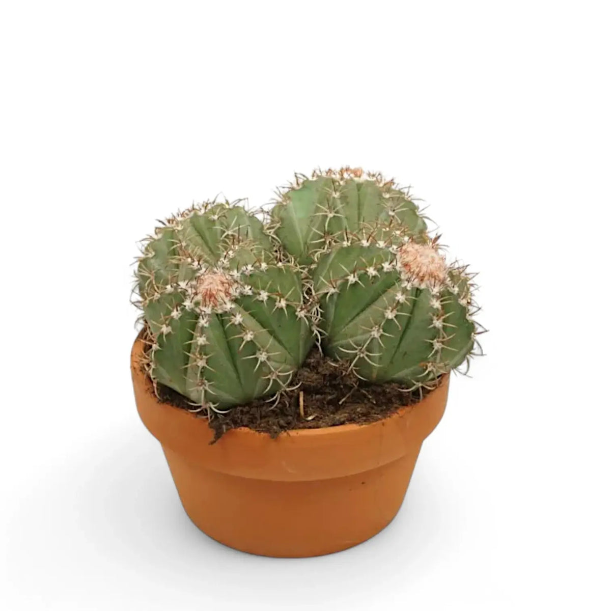 Melocactus matanzanus – Zimmerpflanze im Kulturtopf auf weißem Hintergrund, Produktfoto 2.