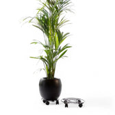 Metal Plant Trolley on white background.